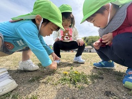 たんぽぽ見つけた！！かわいいね