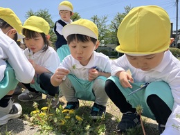 わたげ、ふ〜ってしてみたよ