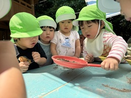 ダンゴムシを見つけたよ。歩いてるね。