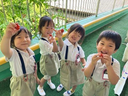 真っ赤なトマト採れたよ〜