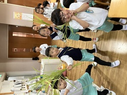 〈ゆりのお米が育ちました〉稲をハサミでチョキン！