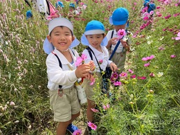 このコスモスきれい！花びら何枚かな？