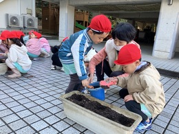 そーっと植えよう。チューリップの球根大きくなってね。