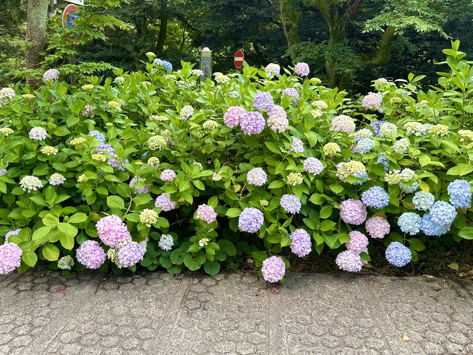IMG_6272.jpeg